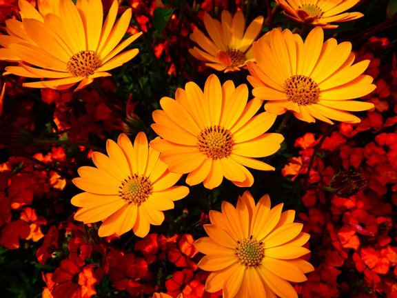 希望の花言葉 در توییتر マリーゴールド 鮮やかなオレンジや黄色の花を咲かせる花 花 の名前の由来は聖母マリアの祭日と呼ばれる日にマリーゴールドが花を咲かせていたことに由来するといわれています 花言葉は 生きる