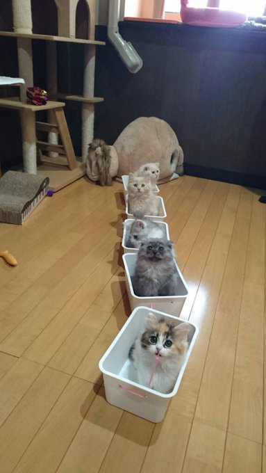 猫カフェジュエリーのtwitterイラスト検索結果