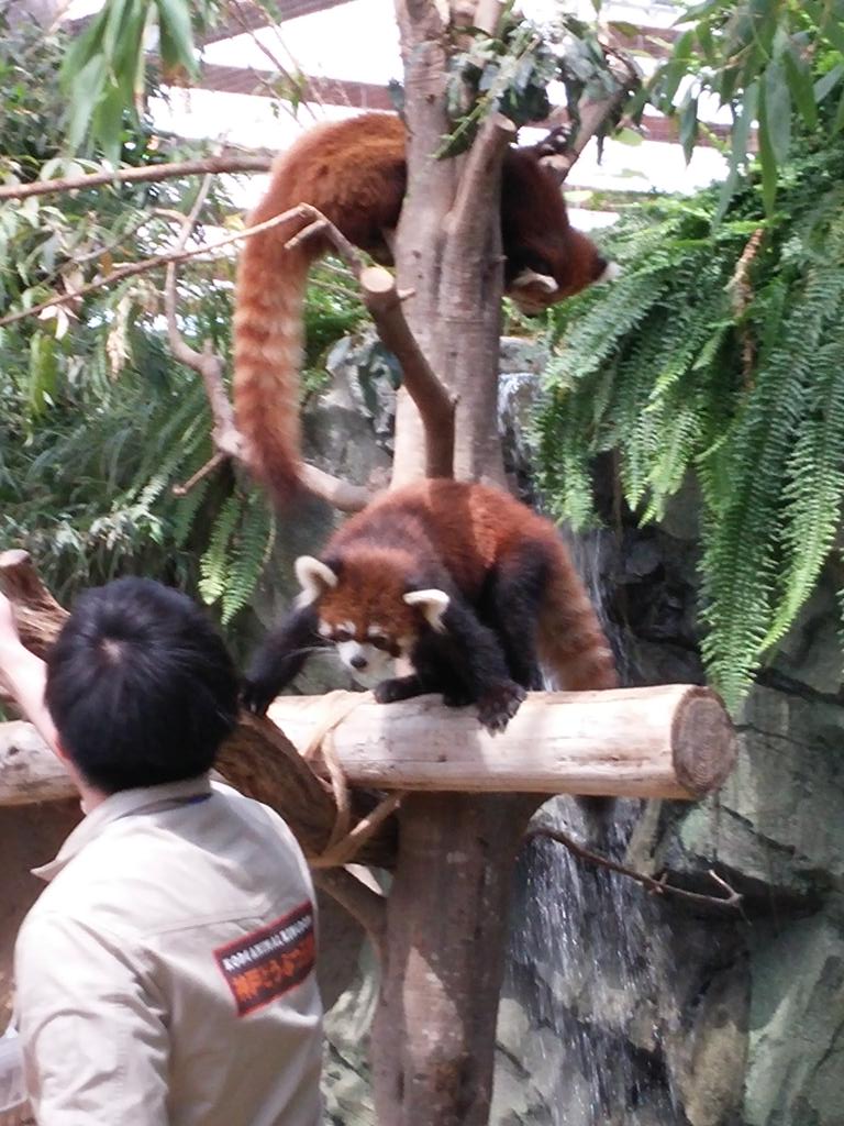 マゼラン على تويتر 封獣ぬえが人間を襲うシーンをとらえた貴重な写真 建前 餌をねだっているだけ 真実 マゼラン على تويتر 封獣ぬえが人間を襲うシーンをとらえた貴重な写真 建前 餌をねだっているだけ 真実