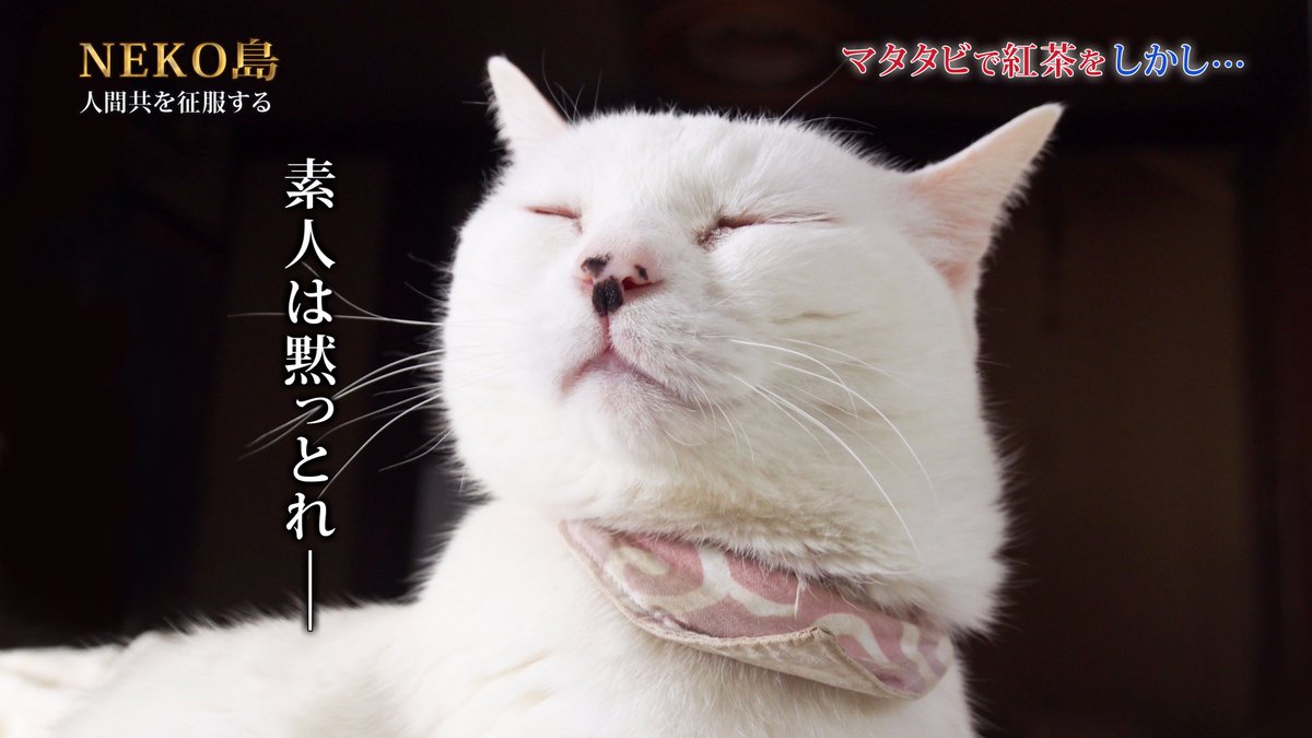 ミッドナイトやきうどん Ar Twitter さっきのうちのねこ写真が 素人は黙っとれ にしか見えなかったので作りました ミッドナイトやきうどん Ar Twitter さっきのうちのねこ写真が 素人は黙っとれ にしか見えなかったので作りました