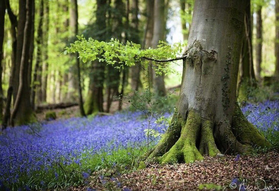 VisitBeacons's tweet photo. #BreconBeacons has lots of ancient woodlands which are filled with bluebells - perfect for a walk Photo @MariOwen11 https://t.co/D5KmXhPZwb https://t.co/keK1nlMPwf