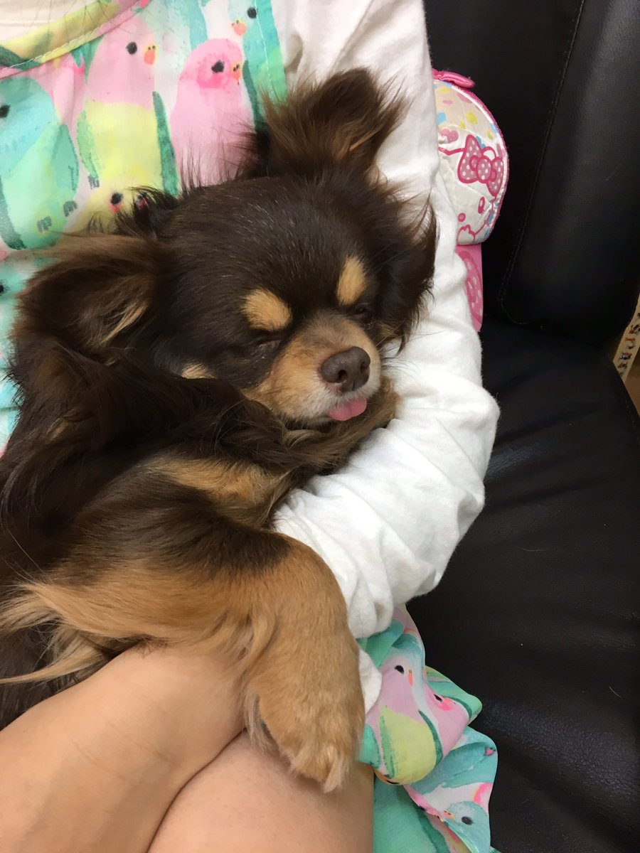 保護犬パーク長居店 屋内ドッグラン トリミングサロン ラブファイブ 保護犬カフェ系列 A Twitter 舌ぺろ のまま熟睡です お目目が見えないブルートくん 人になれてきてお膝の上で寝てくれるようになりました ブルート ロングコートチワワ 里親募集