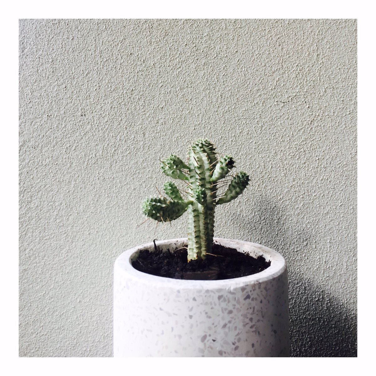 LittlePoppySC's tweet image. Succulent Love