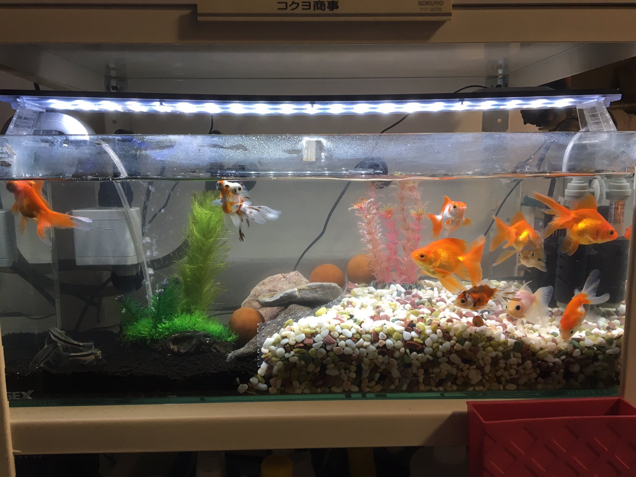 ひらひろ 金魚ワールド掃除完了 半分 濾過ソイル入れてのサイアミ三兄弟ゾーン確保致しました 金魚砂利のとこは 底面フィルター採用 これで少しは汚れにくくなるだろうか ひらひろ 金魚ワールド掃除完了 半分 濾過ソイル入れてのサイアミ三兄弟ゾーン確保致しました 金魚砂利のとこは 底面フィルター採用 これで少しは汚れにくくなるだろうか