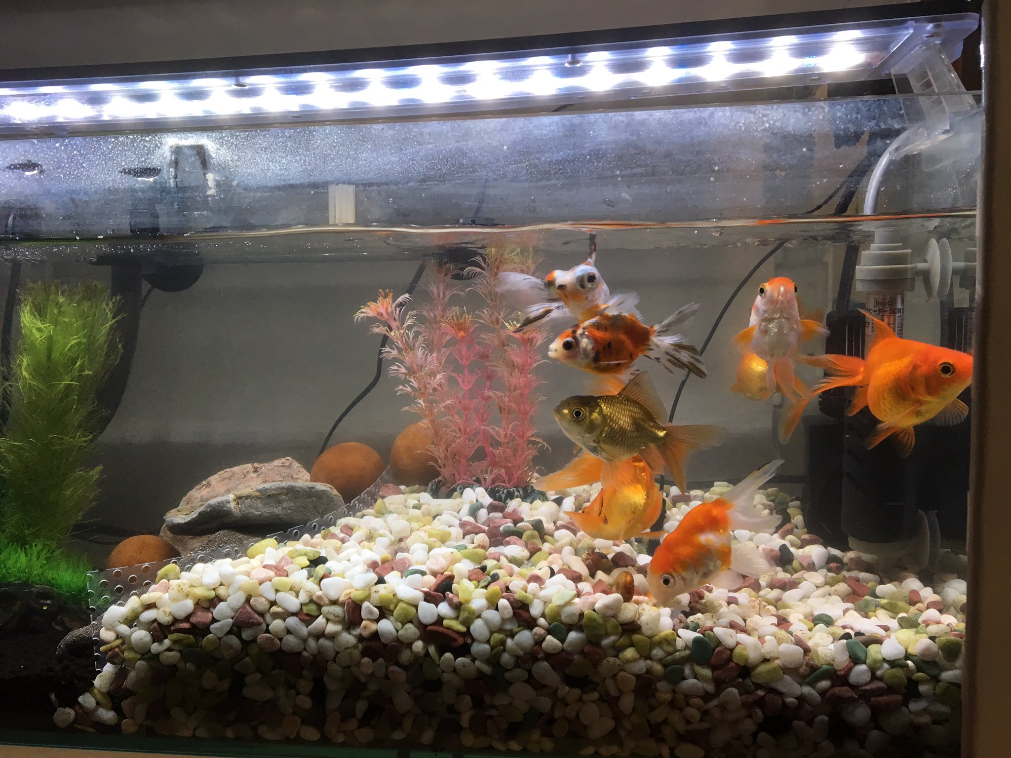 ひらひろ 金魚ワールド掃除完了 半分 濾過ソイル入れてのサイアミ三兄弟ゾーン確保致しました 金魚砂利のとこは 底面フィルター採用 これで少しは汚れにくくなるだろうか ひらひろ 金魚ワールド掃除完了 半分 濾過ソイル入れてのサイアミ三兄弟ゾーン確保致しました 金魚砂利のとこは 底面フィルター採用 これで少しは汚れにくくなるだろうか