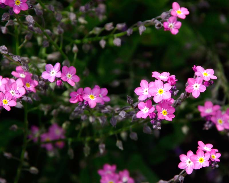 farinaz_zare tweet picture