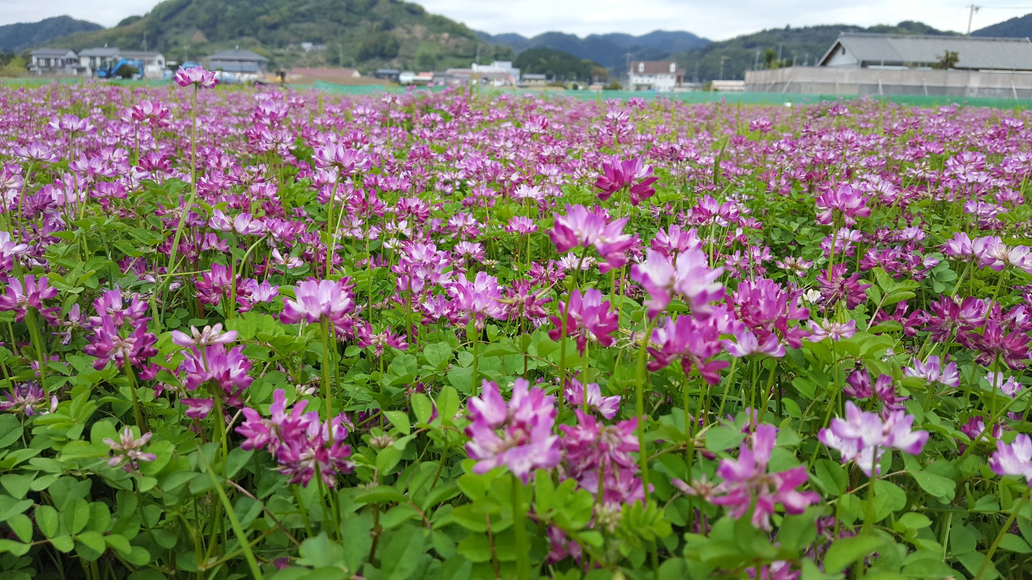 Toshiharu Kainuma 蓮華草も見頃でしたよ 蓮華草 レンゲ草 れんげ草 T Co Jpaqwgbm8v Twitter