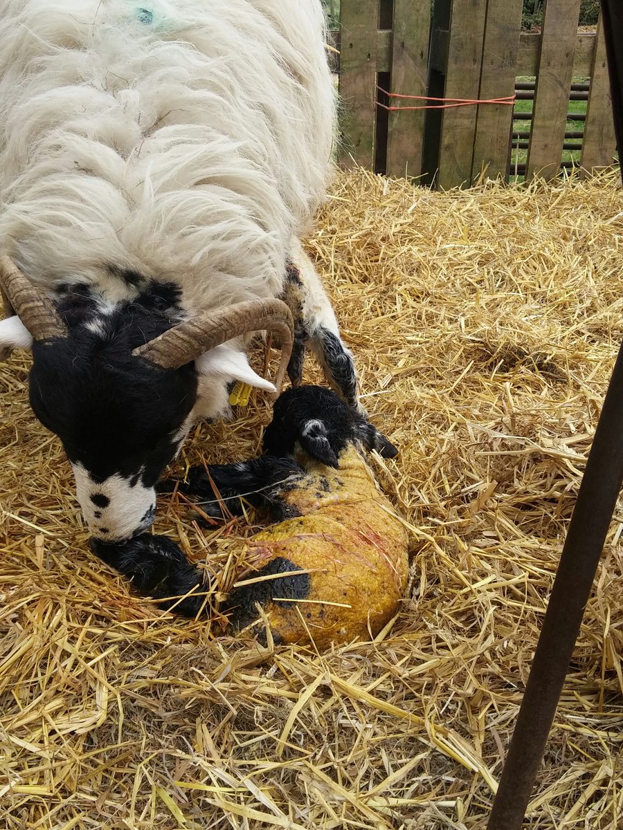 RoussinSheepUK (@RoussinSheepUK) | Twitter