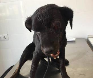 Rescatan a una perrita en Chiva borde de la muerte levante-emv.com/comarcas/2017/… por <a href="/miboubri/">Miriam</a>