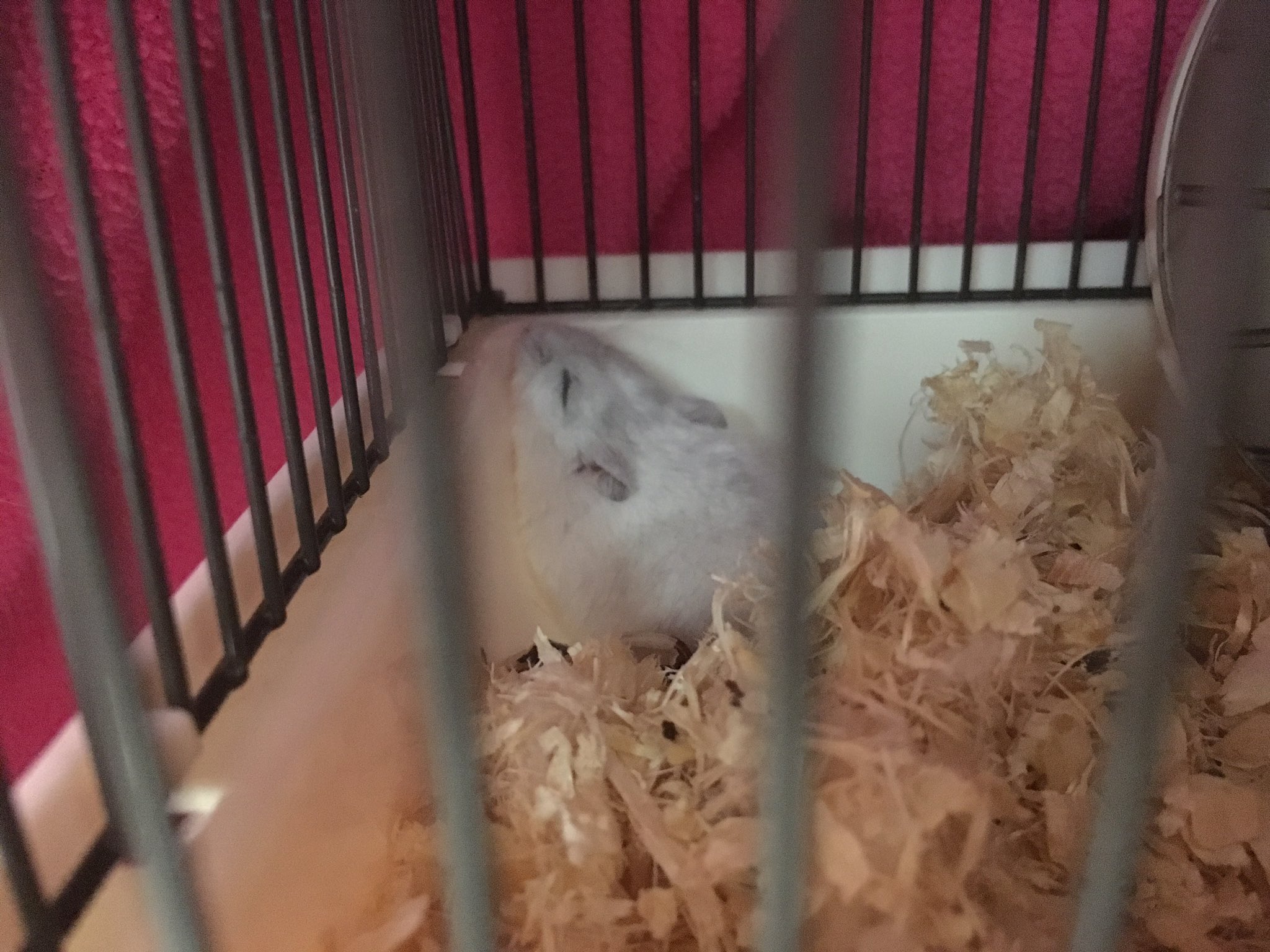 Sugerちゃんファンクラブ Hamster Suger Twitter