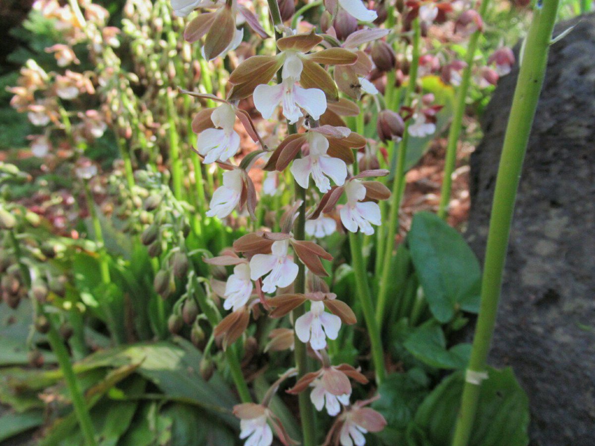 雑草366 على تويتر 177 エビネ ラン科 日本 中国に分布 葉の間から伸びた茎に多数の花を咲かせる エビネ 属は世界に0種 日本に種ほど 主な自生種はエビネ ジエビネ キエビネ サルメンエビネなど 交配等で多くの品種がある 同属の洋蘭をカランセ