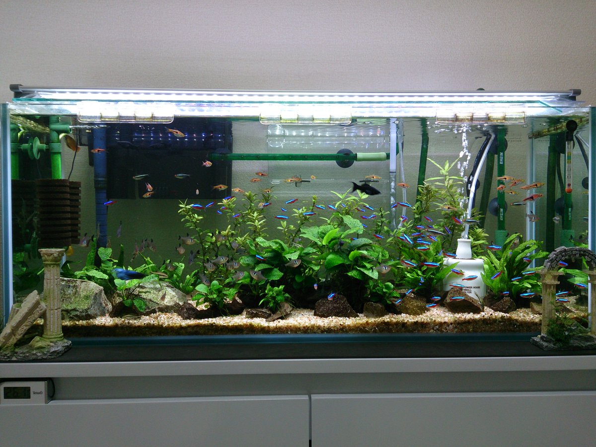 Mamoru お前達 こんなに綺麗だったのか と 改めて気付かせてくれた 青ラム ローチ60cm水槽 アピスト ラミレジィ60cm水槽 混泳 90cm水槽で 3本の水槽のお気に入りバランスが同じくらいになった 混泳水槽で注意すべきは 全ての熱帯魚達に餌が