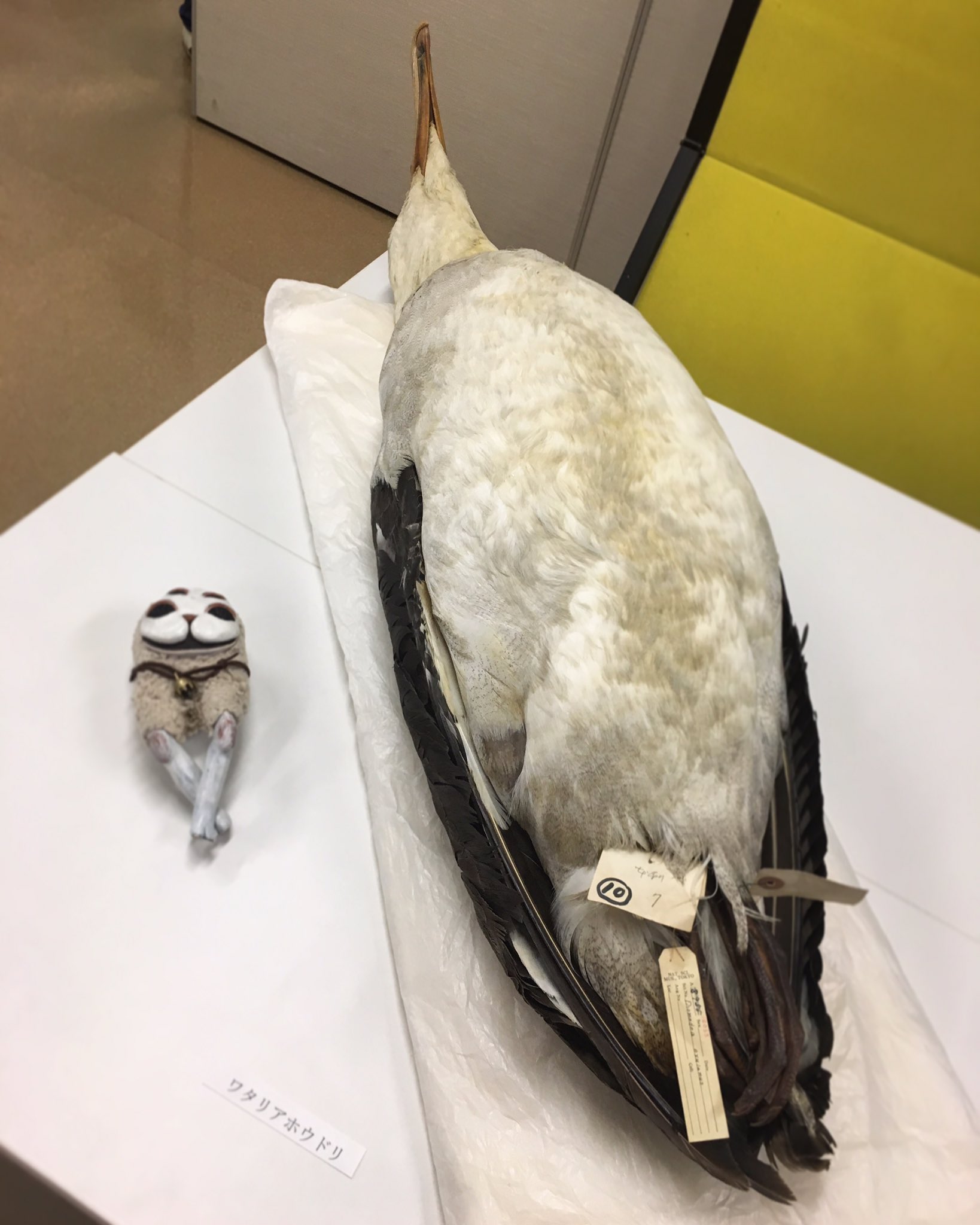 ペンギン剥製 鬼塚kama𓆩✧𓆪虹かけ星SkyArtFest on X: 