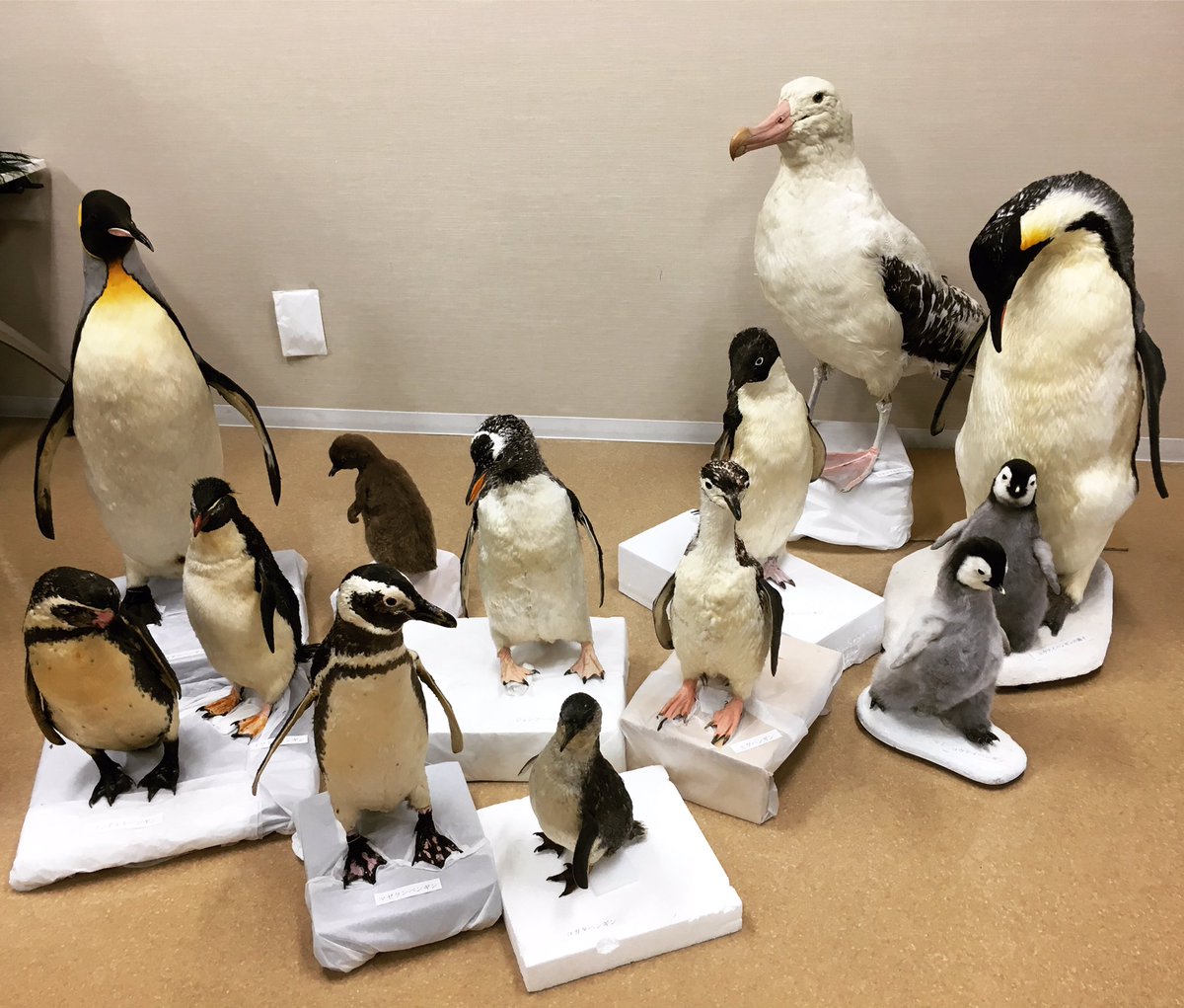 ペンギン剥製 鬼塚kama𓆩✧𓆪虹かけ星SkyArtFest on X: 