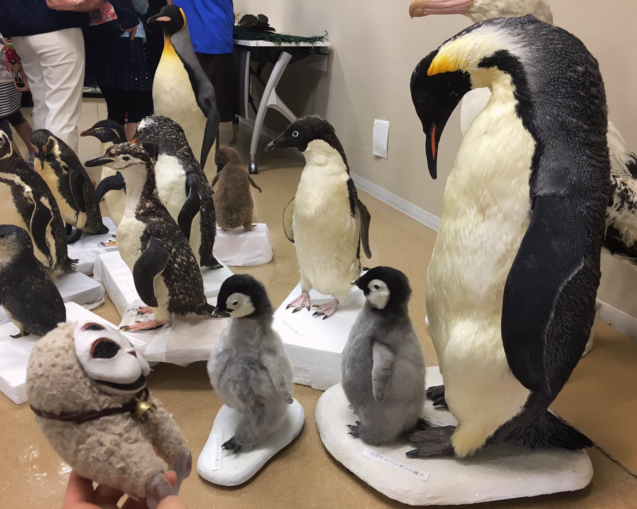 ペンギン剥製 鬼塚kama𓆩✧𓆪虹かけ星SkyArtFest on X: 