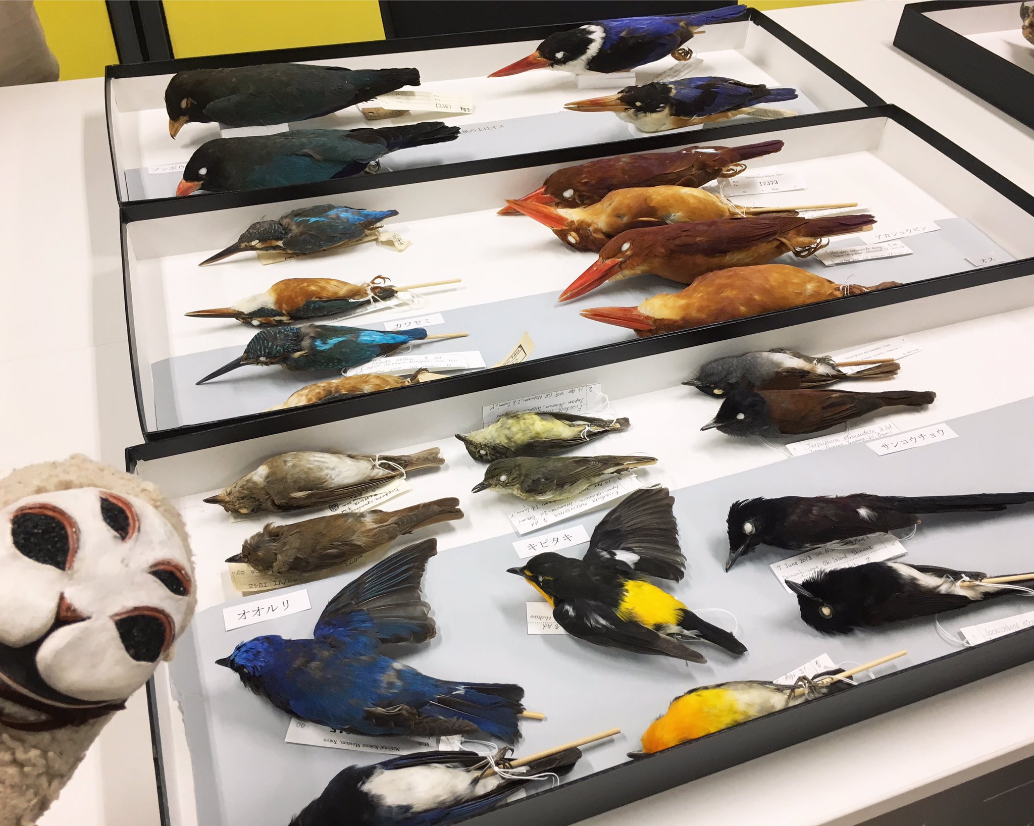 ペンギン剥製 Yahoo!オークション -「剥製 ペンギン」の落札相場・落札価格