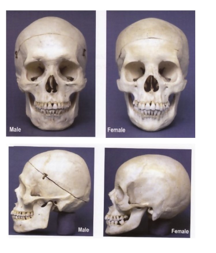 ট ইট র 小田 隆 Oda Takashi 一般的に頭骨も男性より女性の方が小さいです 体幹は女性の胸郭が華奢なため相対的に骨盤の幅が目だちくびれができます それに対して男性は寸胴になります