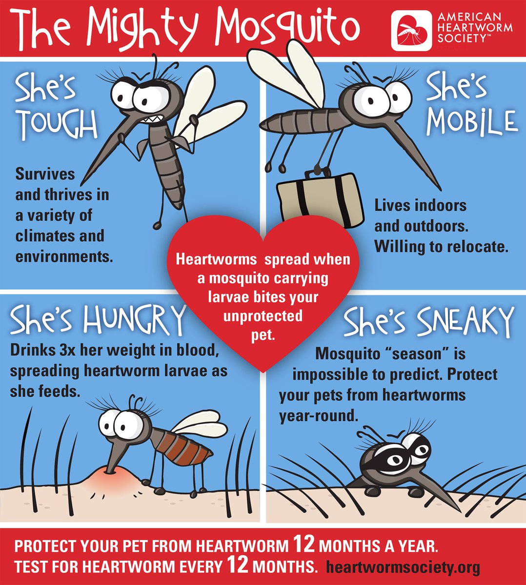 Mosquitoes pose a big threat to your pet's health. April is Heartworm Awareness Month #heartwormawareness @AHS_Think12