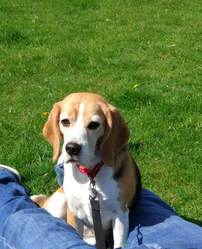 Waiting patiently in the #sun for the #beagleworldrecord  #UniteToCare