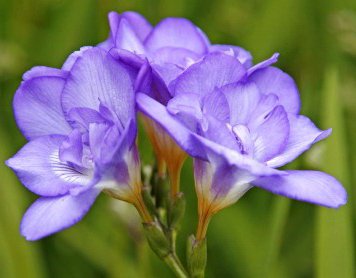 希望の花言葉 フリージア 花の色によって香りが違い 香りの強い花 花言葉は 期待 T Co Lkul9ukhyl Twitter