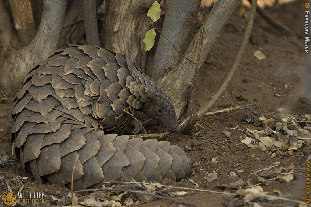 🔍Ecology &amp; Research
Always be willing to teach, always be willing to learn!
#LoveYourWildLife #WildlifePhotography #Ecology #Research