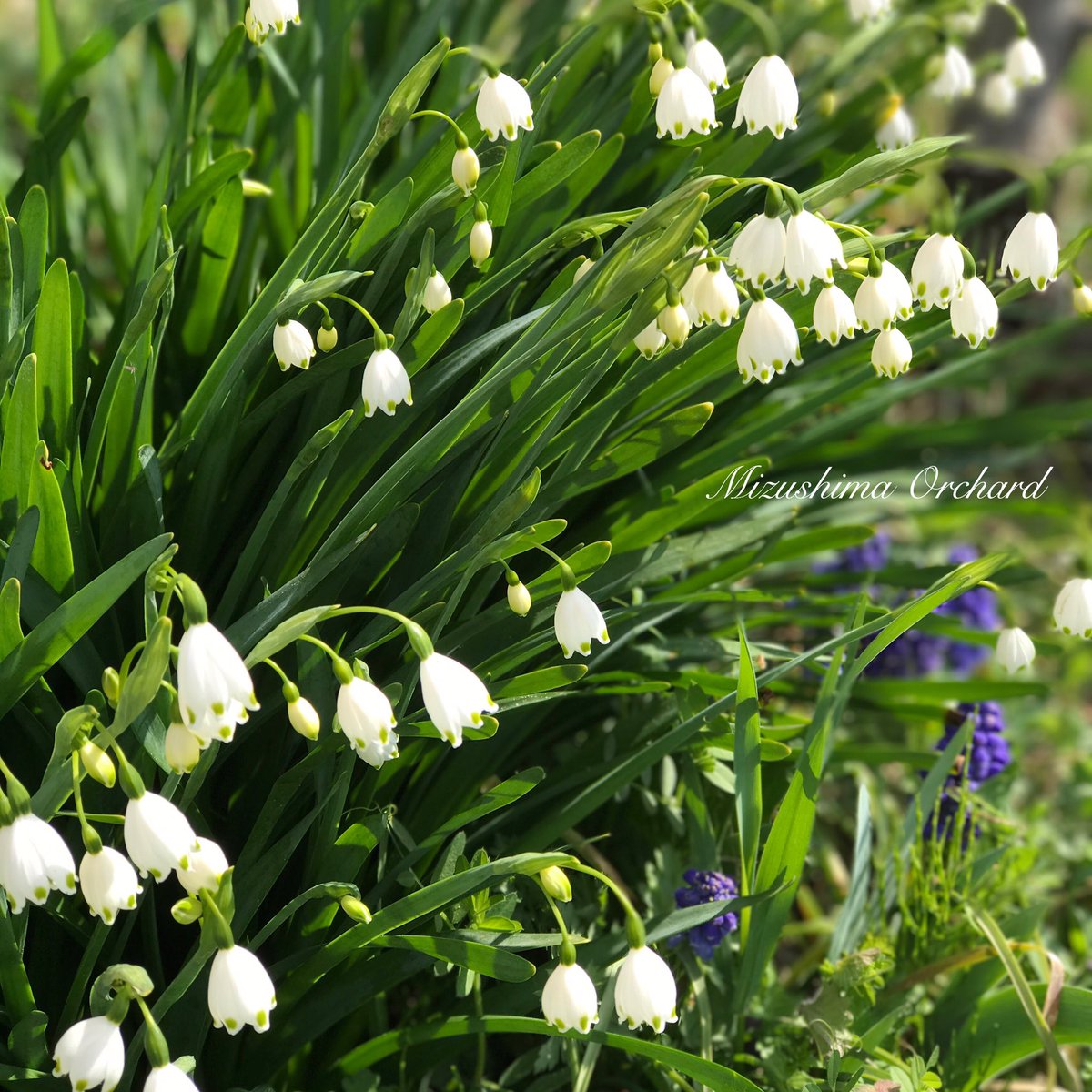 Mizushimaorchard すずらん水仙とムスカリとすみれ 花たちが踊ってるようです どんな音楽が流れているのでしょう 花 球根花 すずらん水仙 スノーフレーク Springflowers 庭 すみれ スミレ ムスカリ ガーデニング 自然の庭 水島農園 長野