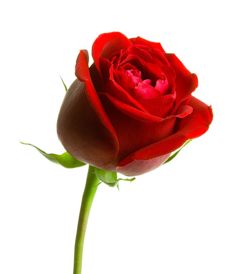 andrewacton72's tweet image. Here&apos;s a red rose for St George&apos;s Day. When mother nature wanted to salute England, she couldn&apos;t have picked a better flower.