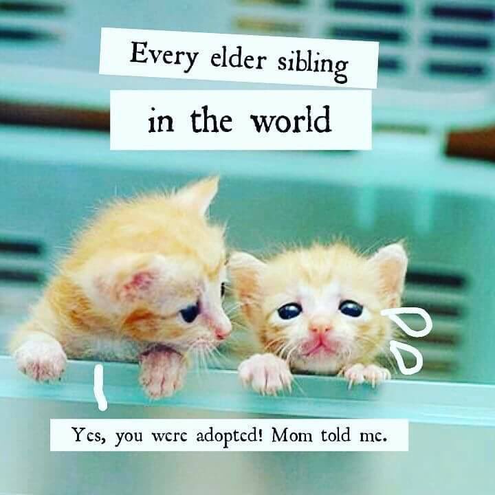 Habeebinamdar's tweet photo. Yes,You were adopted! 
   😂Mom told me.😂 https://t.co/Dx0M5zXwdY