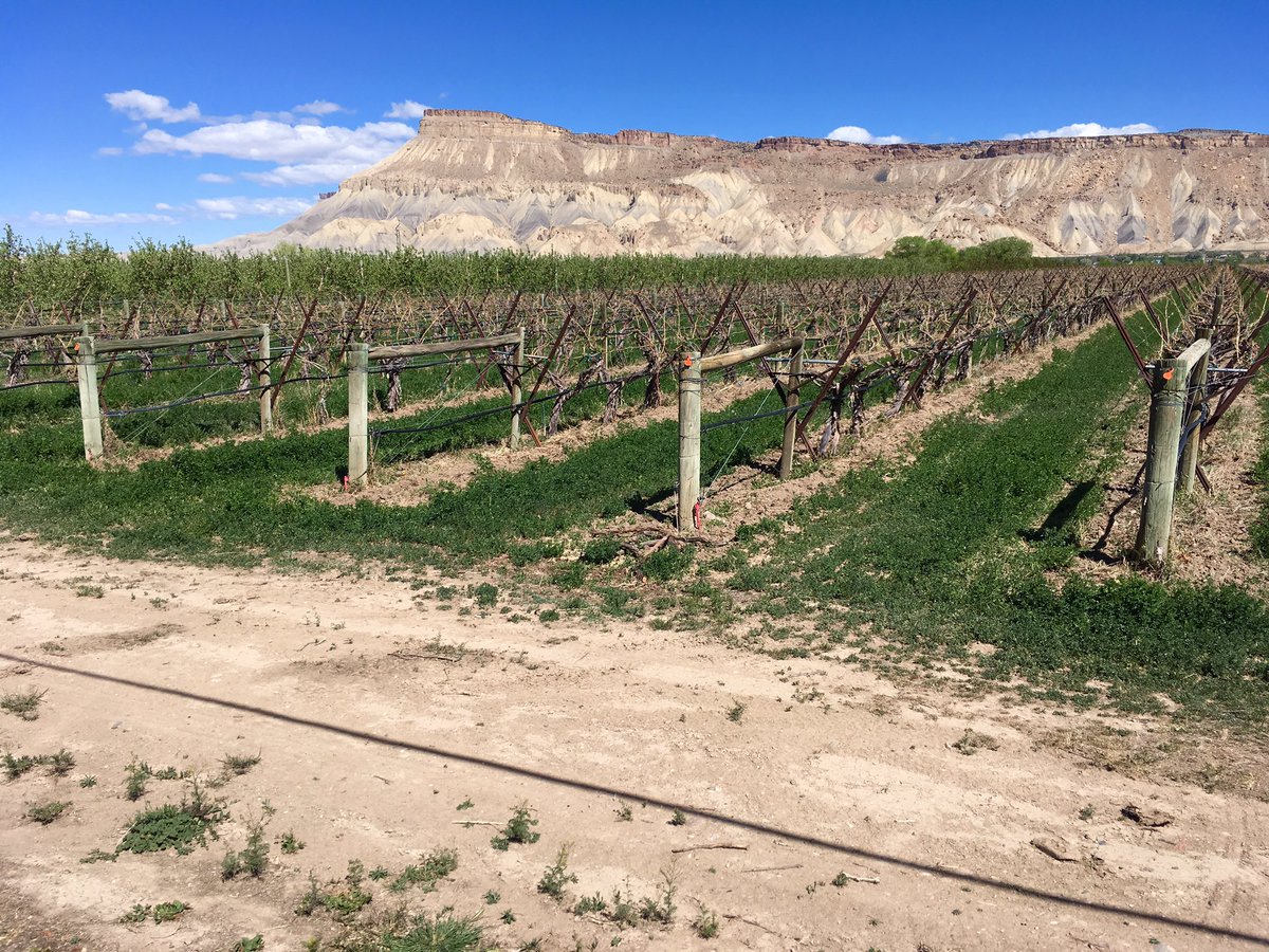Bike ride through #Colorado wine country on my day off from #9news. #Palisade is pretty rad.