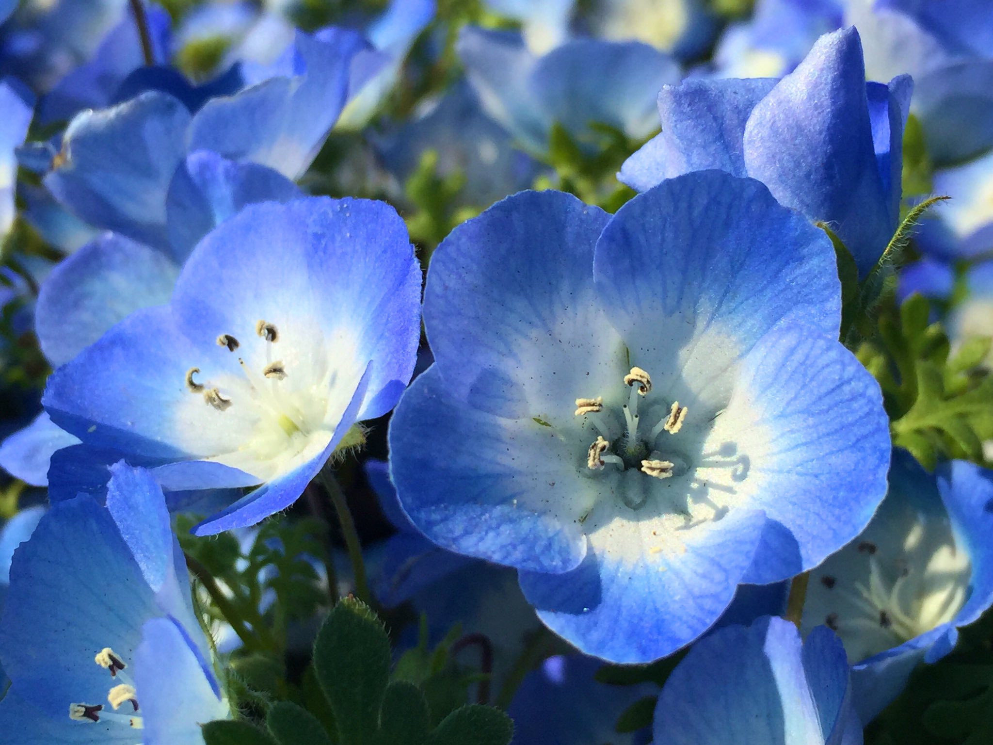 荒木健太郎 ネモフィラと空の青 茨城県の国立ひたち海浜公園には約450万本のネモフィラが広がっています これでまだ七分咲き ネモフィラは青い花の中心が白いため英名で Baby Blue Eyes 赤ちゃんの青い瞳 と呼ばれているそう 可憐な花と空が織りなす