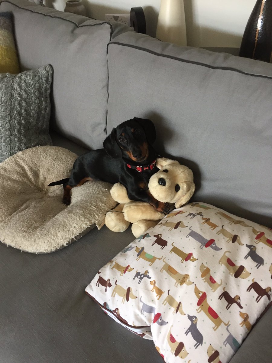 With my fave toy #minidaxi #sausagedogcentral