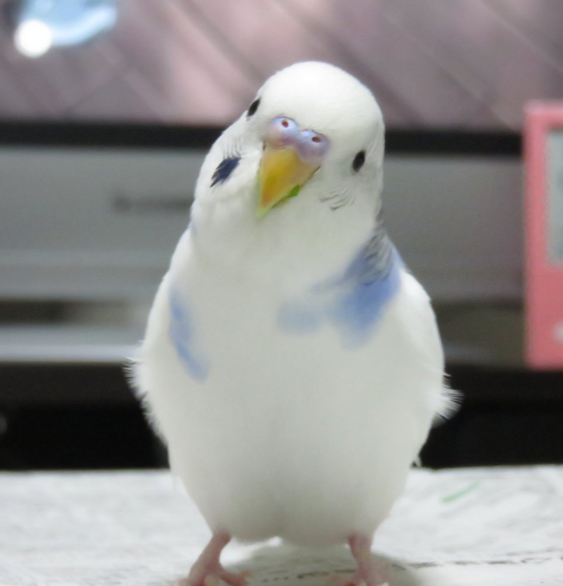 インコ生活 作品紹介 鳥の正面顔コンテスト No69 セキセイインコのあめちゃん しろこ様 Shirocoooxx 綺麗な白 水色の体 豆苗大好き お写真コメント 大好きな豆苗を食べた痕跡が残ってます 投票ページで写真をタップ T Co