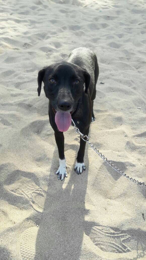 roo_cha's tweet photo. Help.This dog lost at Juhu Beach. Seen running towards Versova. If you spot her, pls inform. RT. #dogs #Mumbai https://t.co/aCGkes2uLY https://t.co/BGfa8boHZO