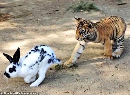 Тигр и заяц год. Сказки с тигром. Тигр и заяц. Тигровый заяц. Год тигра заяц.