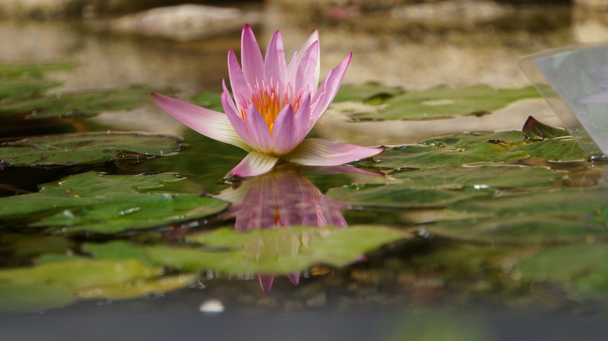 クロム 天王川公園から以外に近かったのでなばなの里にも行ってきました 花粉症でしたが花の香がすごく香っていいにおいでした