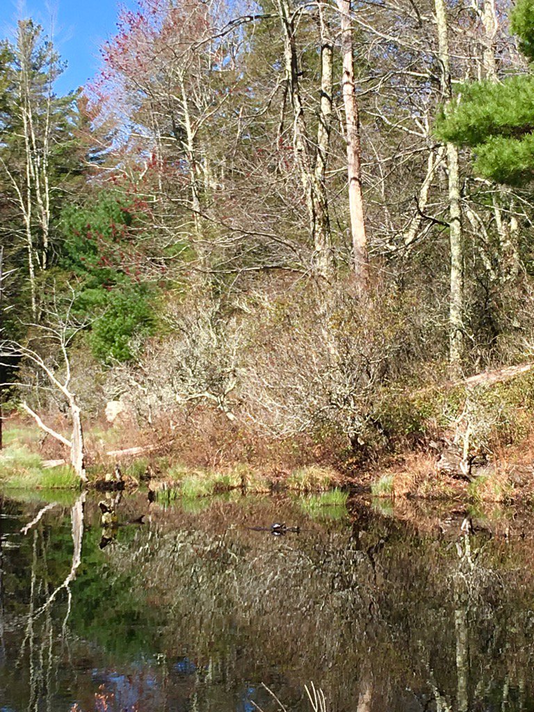 MelodiePariseau's tweet image. Can you spot the turtle 🐢