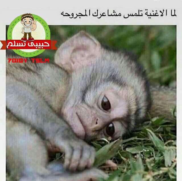 محمد 🌹🌷 (@abomalk1196) on Twitter photo 
