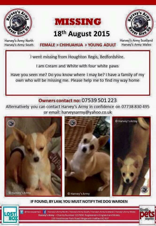 sunday_chis's tweet photo. #HelpFindBeau #MISSING #Chihuahua #HoughtonRegis #Bedfordshire 18.08.15 #ChiSunday @simperjamie75 https://t.co/yKT84fSS8S https://t.co/NMFcJfMoaZ
