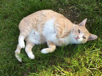 HELP #FindOurJack #Cat Disappeared 22/4/17 #Abingdon #OX14 Neutered #ScanMe #MissingCatsUK doglost.co.uk/dog-blog.php?d…
#MissingCatsDay #PetTheftAwarenessWeek
