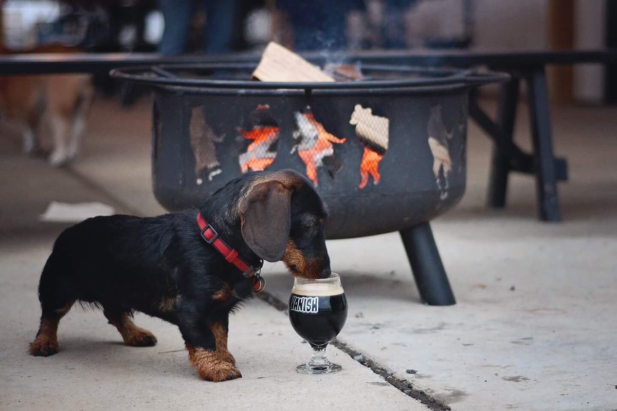 The weather is beautiful and Winslow's birthday party starts at 1pm! Come visit our dog friendly areas!
#vanishbeer #dogtown #dog #beer