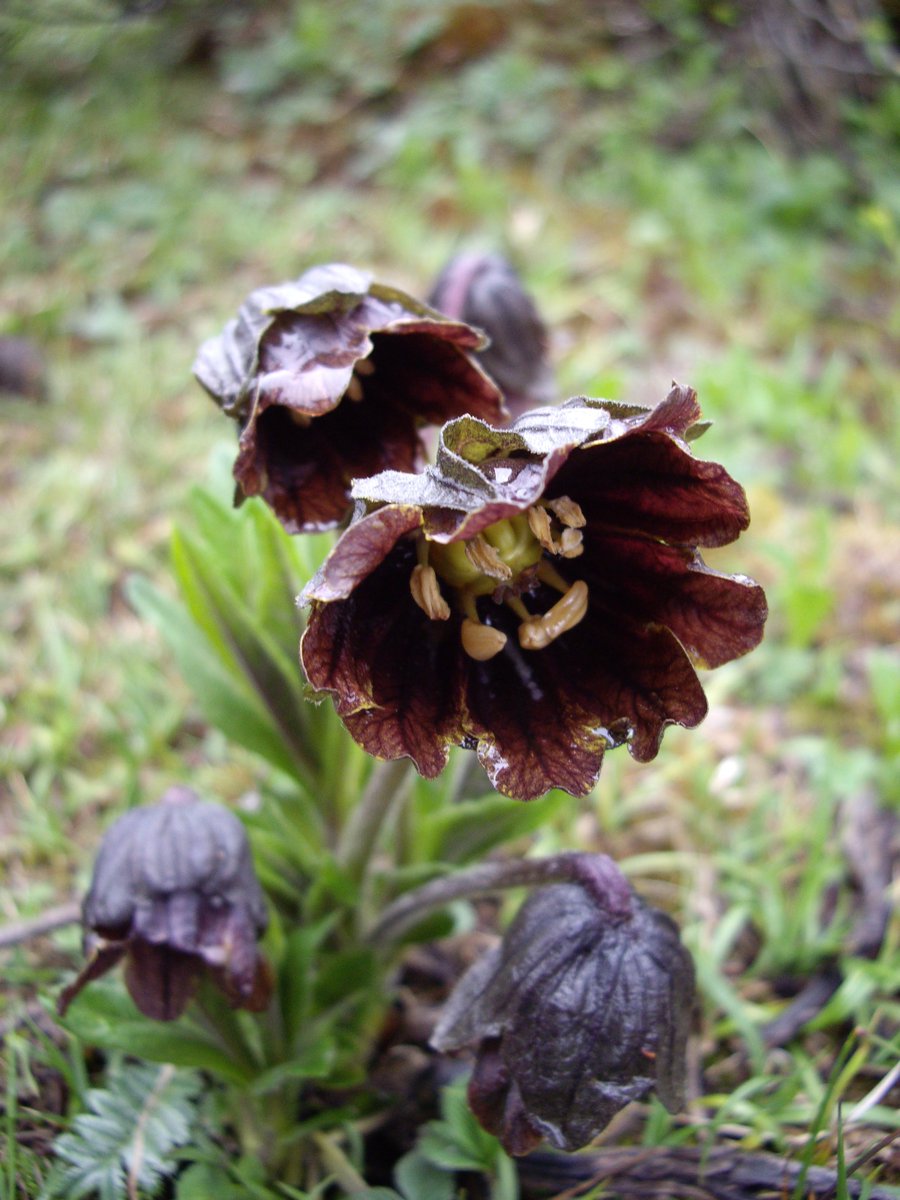 يبروح Atropa mandragora يبروح Atropa mandragora