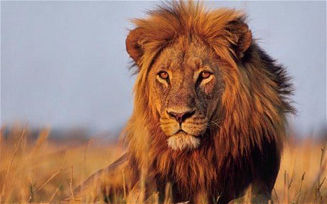 BabiiApps's tweet image. The #lion is a beautiful big cat species and your #child should learn more about it babiiapps.com
Roar!
#flashcardgame #kidsapps