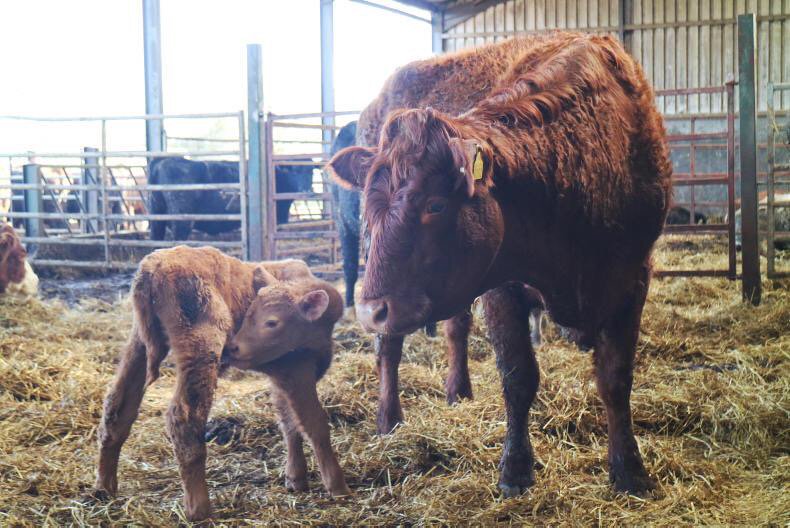 Barrvett's tweet photo. Beef research: are pregnancy rates poorer in temperamental cows? https://t.co/sE8ucMr07V https://t.co/1u82UWHerg