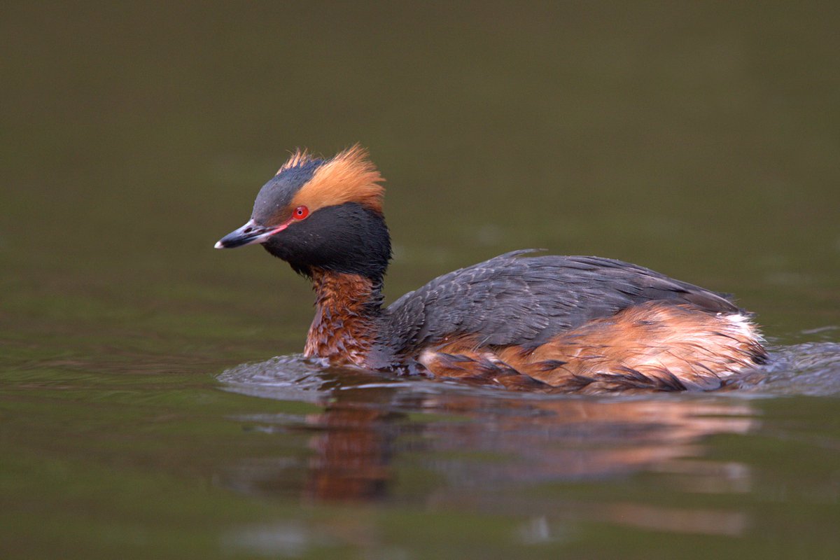 RemcoBeen's tweet photo. Gisteren de #geoordefuut bij het #zuidlaardermeer en de #kuifduiker bij #veendam kunnen fotograferen @waarneming https://t.co/OHr5M48ia2
