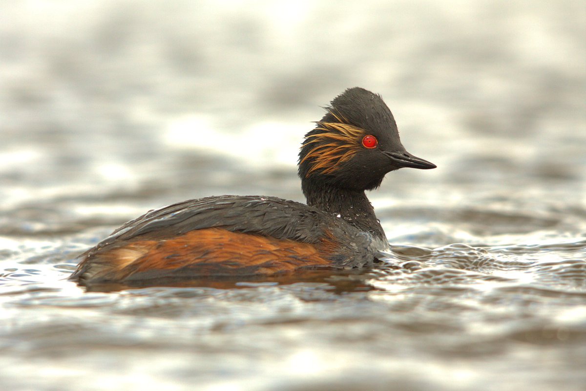 RemcoBeen's tweet photo. Gisteren de #geoordefuut bij het #zuidlaardermeer en de #kuifduiker bij #veendam kunnen fotograferen @waarneming https://t.co/OHr5M48ia2