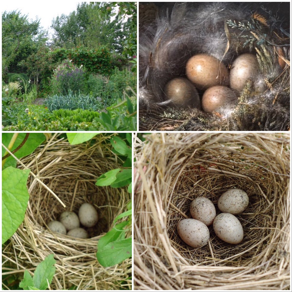 Spring &amp; summer is egg season so spare a thought for your garden &amp; hedgerow birds &amp; trim trees &amp; hedges mindfully!