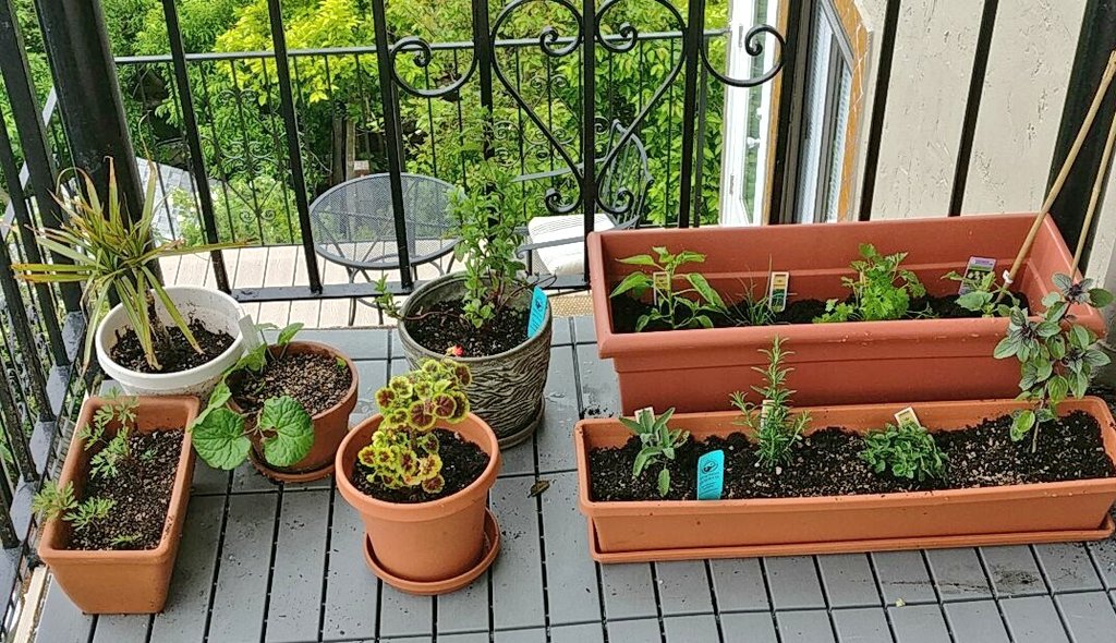 Planted a (mostly) edible garden for #EarthDay