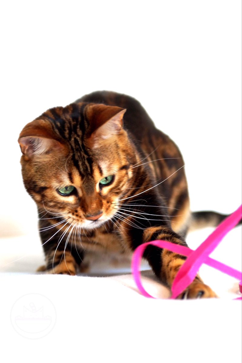 We wish you a great Sunday, fun day! #pawandpurr #cats #CatsOfTwitter