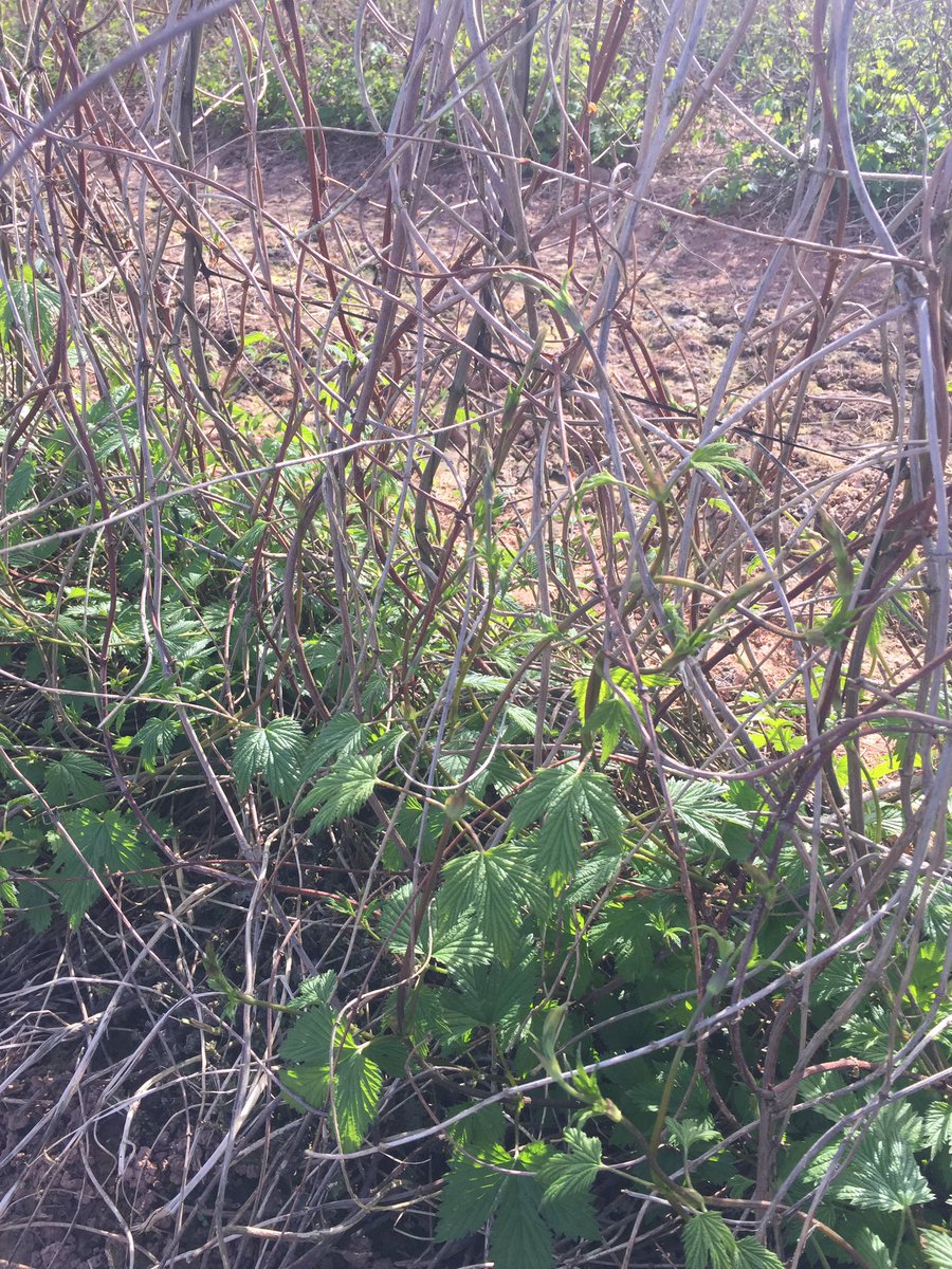 AliCapper's tweet photo. Spring growth on the #FirstGoldHops  #LowTrellis making their way up the uv resistant black netting https://t.co/tofGiSnJlq