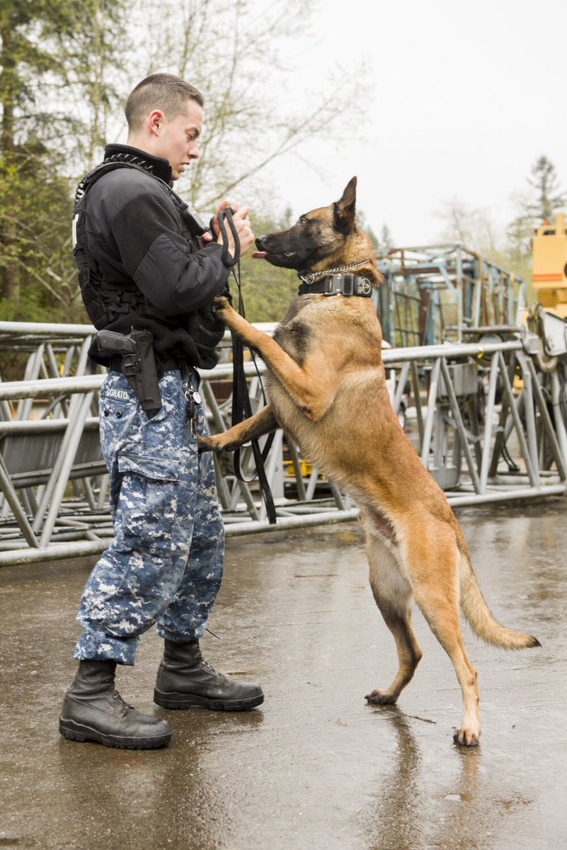 SergeantRex's tweet image. Handler Robert Dorato with his #MilitaryWorkingDog Bbrazas named after MA2 Sean Brazas, who was killed in Afghanistan in 2012. 🇺🇸🐾